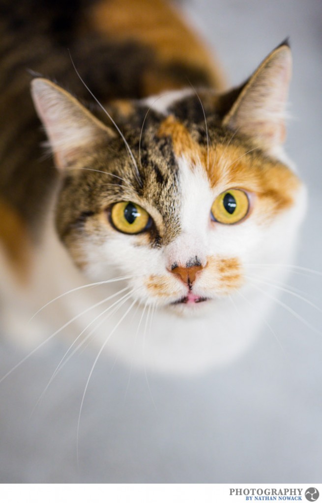 Cats-In-Need-Fullerton-Adoption-Pets-Petsmart_0001