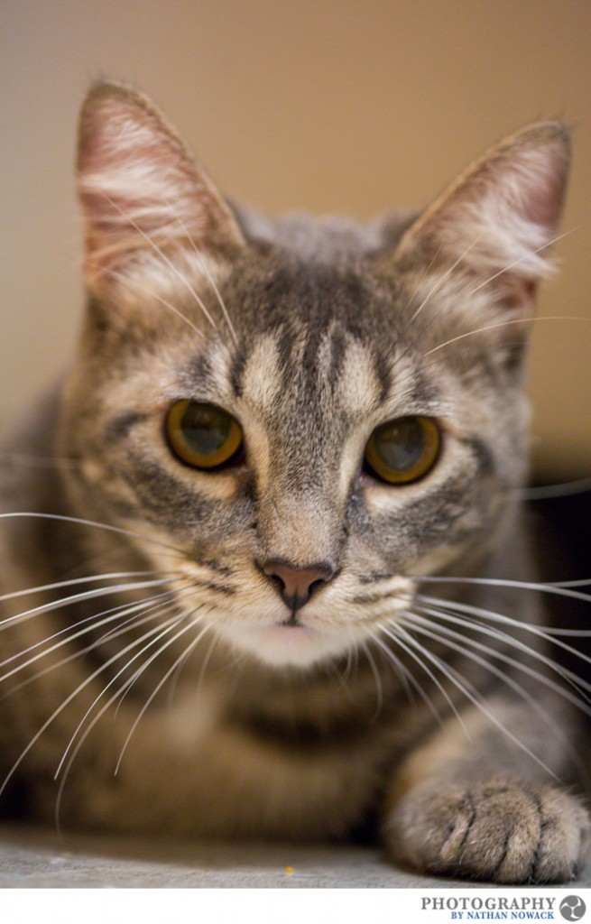 Cats-In-Need-Fullerton-Adoption-Pets-Petsmart_0002