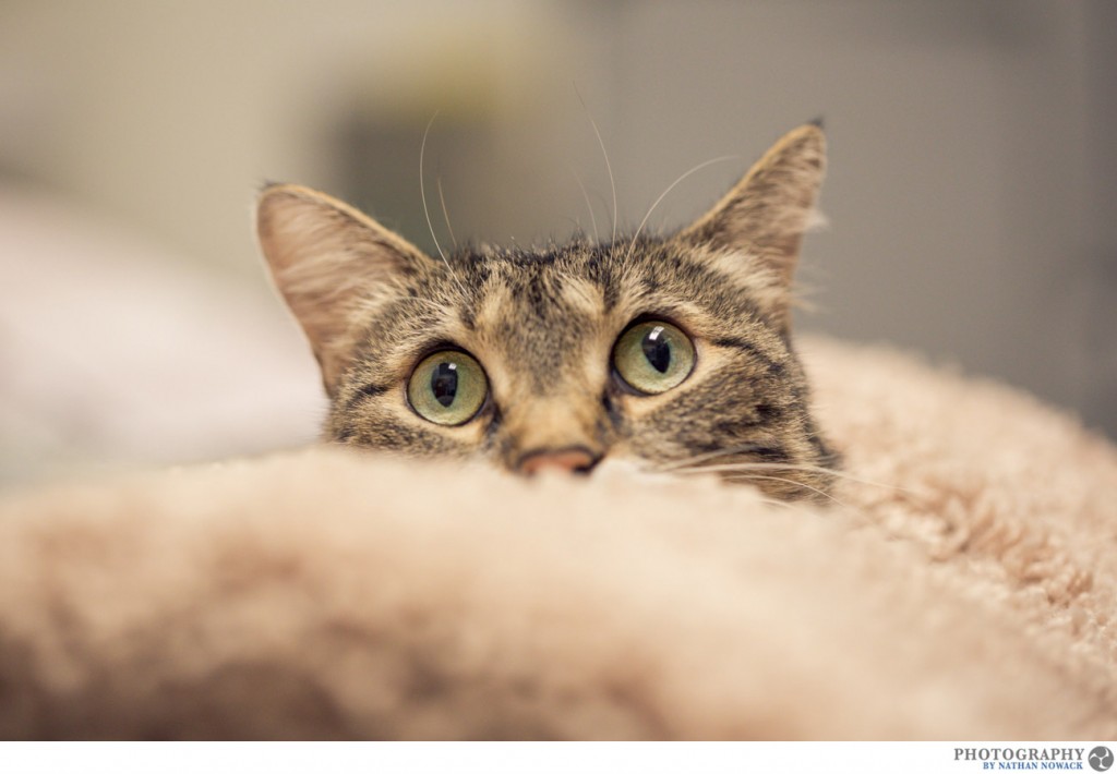 Cats-In-Need-Fullerton-Adoption-Pets-Petsmart_0003