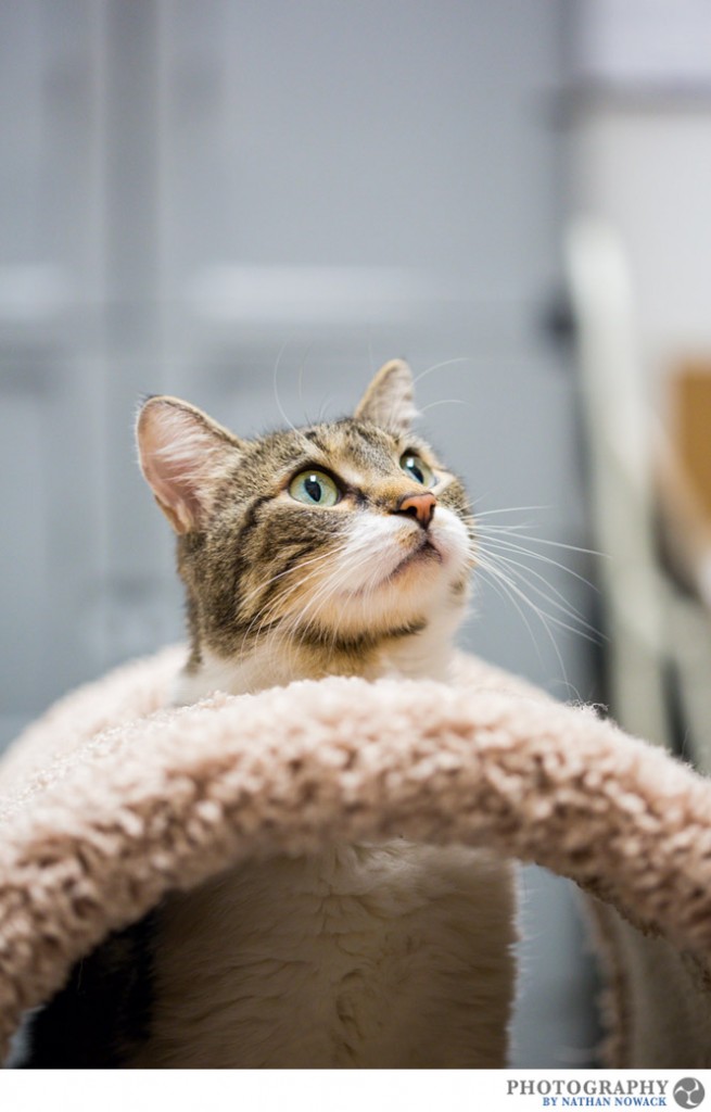 Cats-In-Need-Fullerton-Adoption-Pets-Petsmart_0004