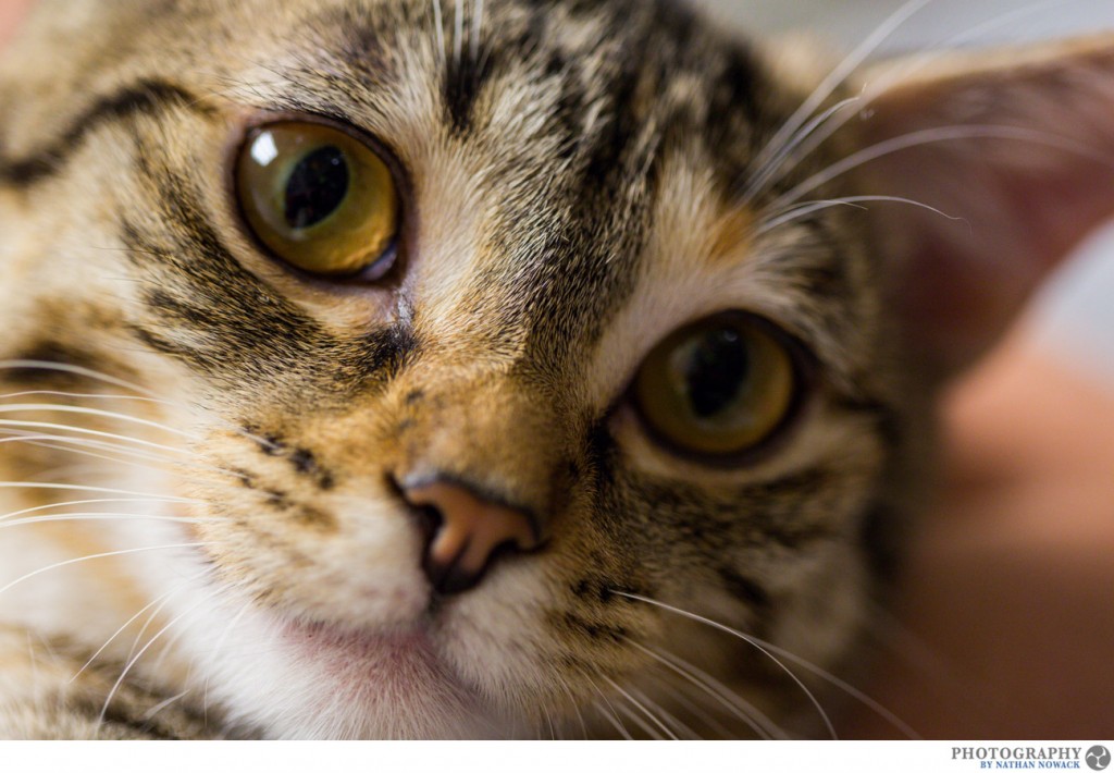 Cats-In-Need-Fullerton-Adoption-Pets-Petsmart_0007
