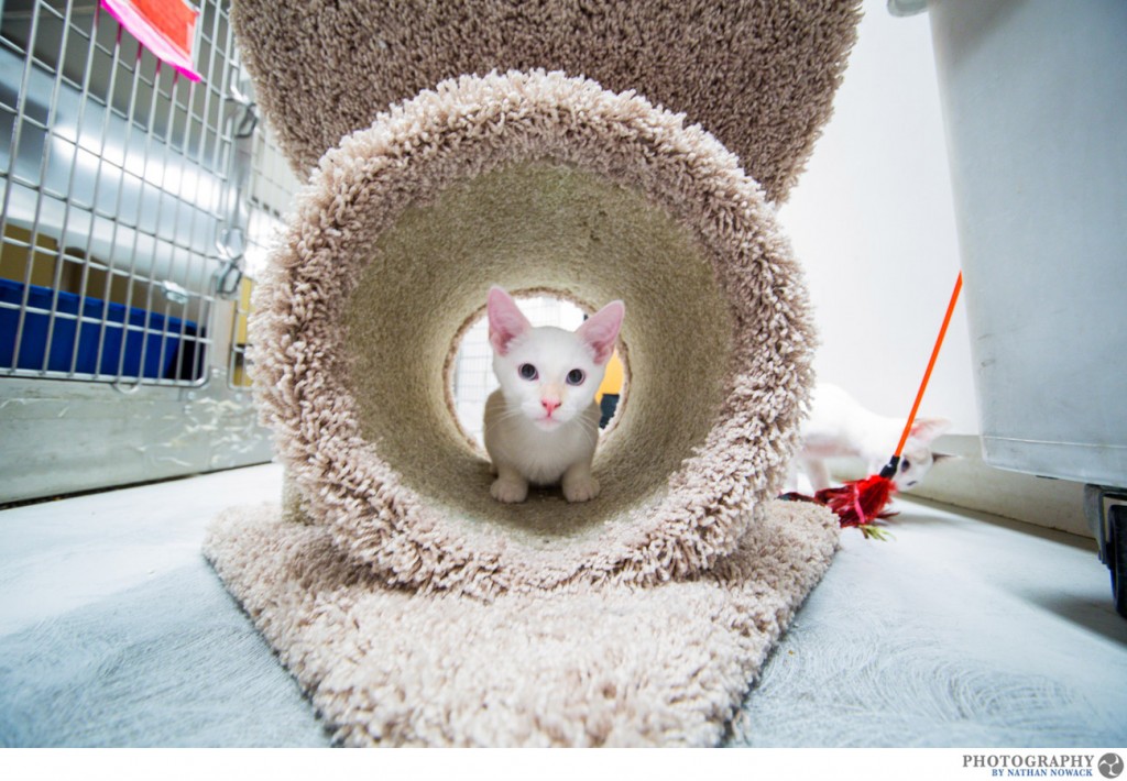 Cats-In-Need-Fullerton-Adoption-Pets-Petsmart_0009