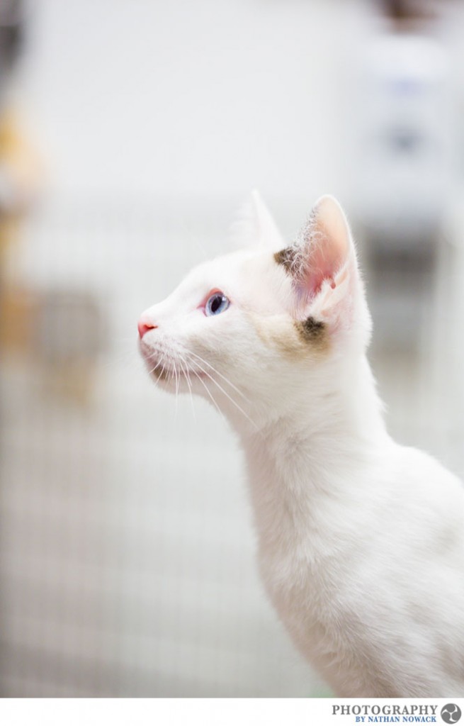 Cats-In-Need-Fullerton-Adoption-Pets-Petsmart_0010