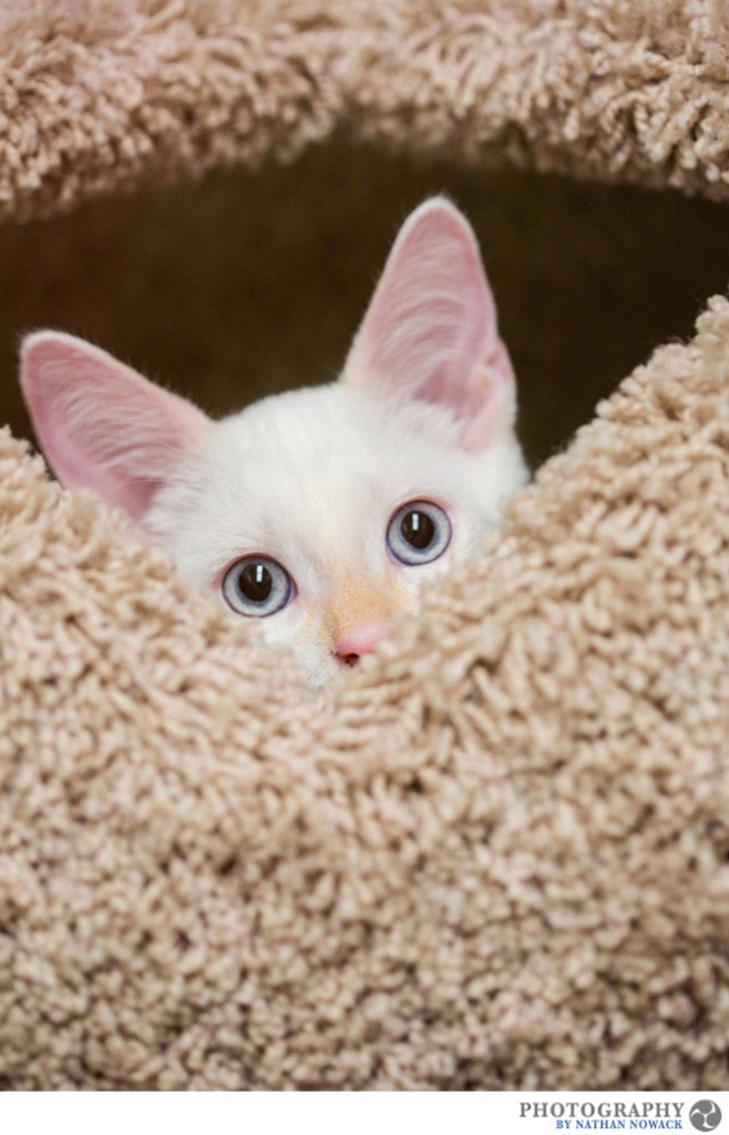 Cats-In-Need-Fullerton-Adoption-Pets-Petsmart_0011