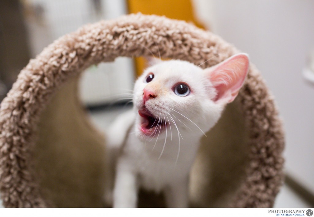 Cats-In-Need-Fullerton-Adoption-Pets-Petsmart_0012